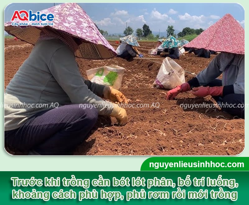 Hướng dẫn kỹ thuật trồng hành lá mùa mưa không úng thối