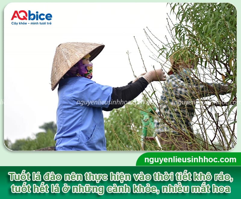 Đào tuốt lá vào tháng mấy? Cách tuốt đúng kỹ thuật