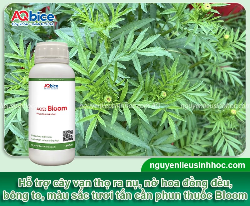 Cách ngắt đọt hoa vạn thọ giúp hoa nở đều đẹp đúng dịp Tết