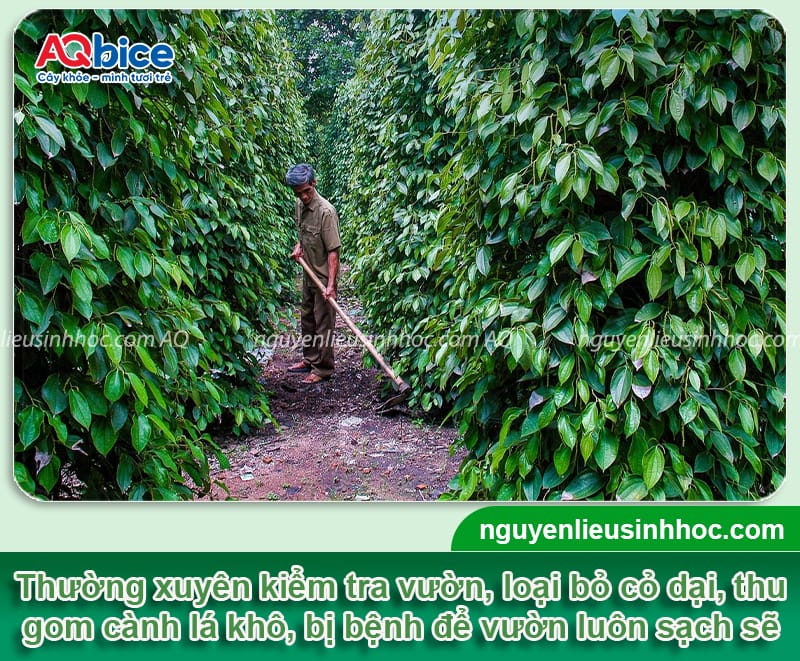 Cách phục hồi vườn tiêu bị suy hiệu quả nhanh chóng, an toàn 7 Phương pháp giúp phục hồi vườn tiêu bị suy hiệu quả, an toàn