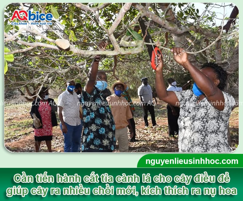 Cách chăm sóc cây điều khi ra hoa đậu trái đúng kỹ thuật 2 Cách chăm sóc cây điều khi ra hoa đậu trái đúng kỹ thuật