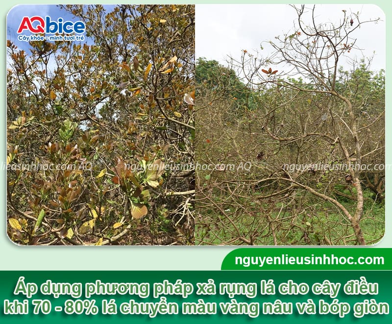 Cách chăm sóc cây điều khi ra hoa đậu trái đúng kỹ thuật 3 Cách chăm sóc cây điều khi ra hoa đậu trái đúng kỹ thuật