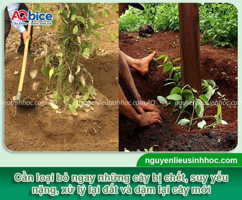 Cách phục hồi vườn tiêu bị suy hiệu quả nhanh chóng, an toàn 3 Phương pháp giúp phục hồi vườn tiêu bị suy hiệu quả, an toàn