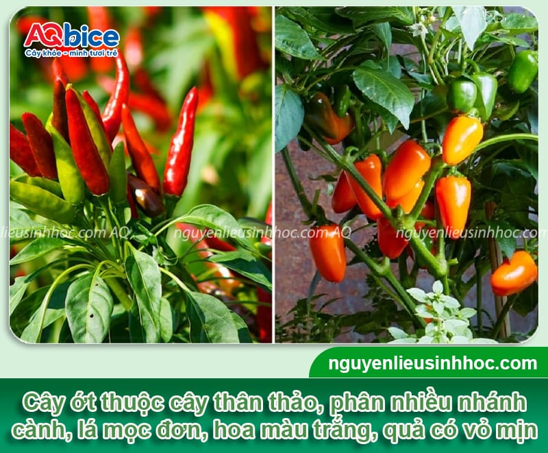 Cách trồng cây ớt trong chậu đơn giản, cho trái ra liên tục 2 Cách trồng cây ớt trong chậu đơn giản, cho trái ra liên tục
