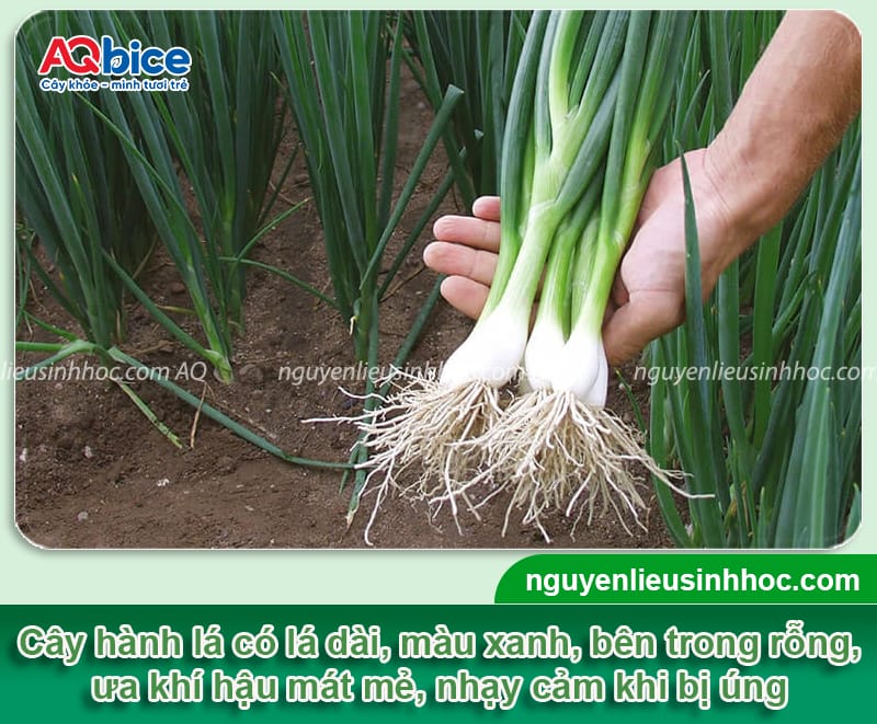 Hướng dẫn kỹ thuật trồng hành lá mùa mưa không úng thối