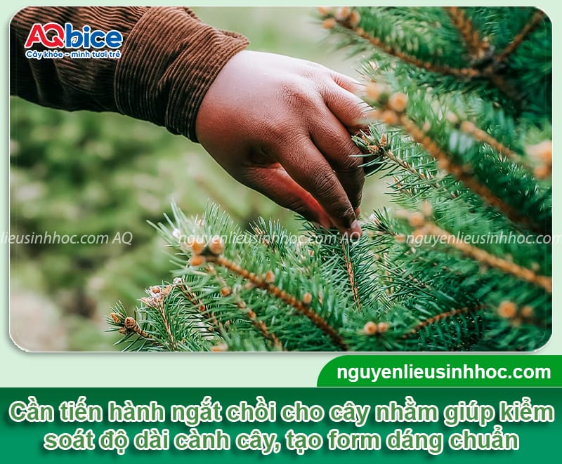 Hướng dẫn chi tiết cách chăm sóc cây thông Noel đúng cách