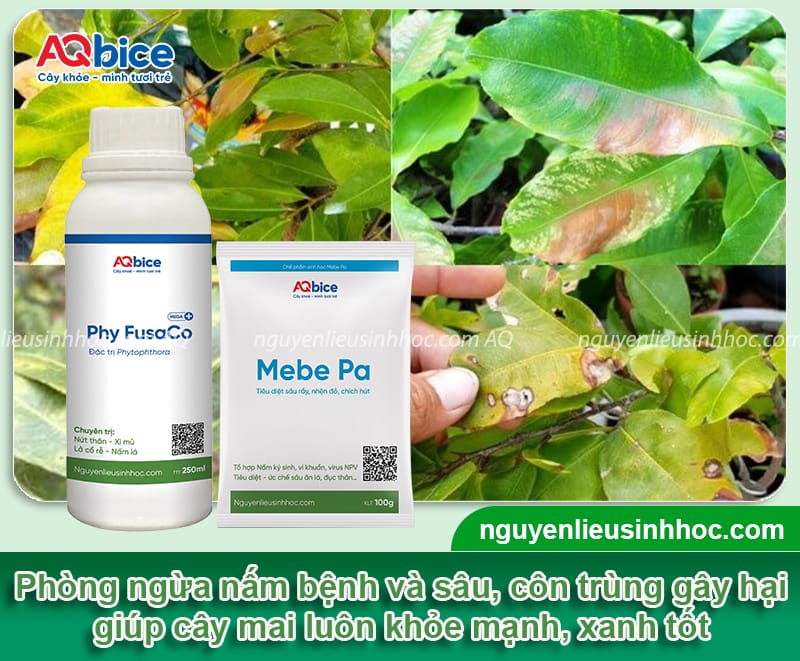 Chăm sóc mai vàng trồng dưới đất để hoa ra đều, đẹp 7 Cách chăm sóc mai vàng trồng dưới đất phát triển xanh tốt