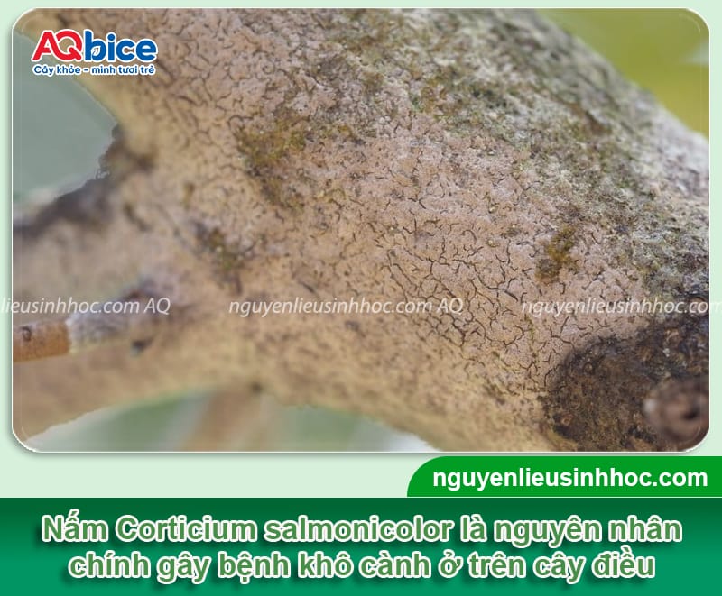 Bệnh khô cành trên cây điều: Nguyên nhân và Cách điều trị 2 Bệnh khô cành trên cây điều: Nguyên nhân và cách điều trị