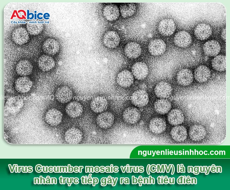 Nguyên nhân bệnh tiêu điên và cách phòng trừ an toàn 2 Nguyên nhân bệnh tiêu điên và cách phòng trừ an toàn