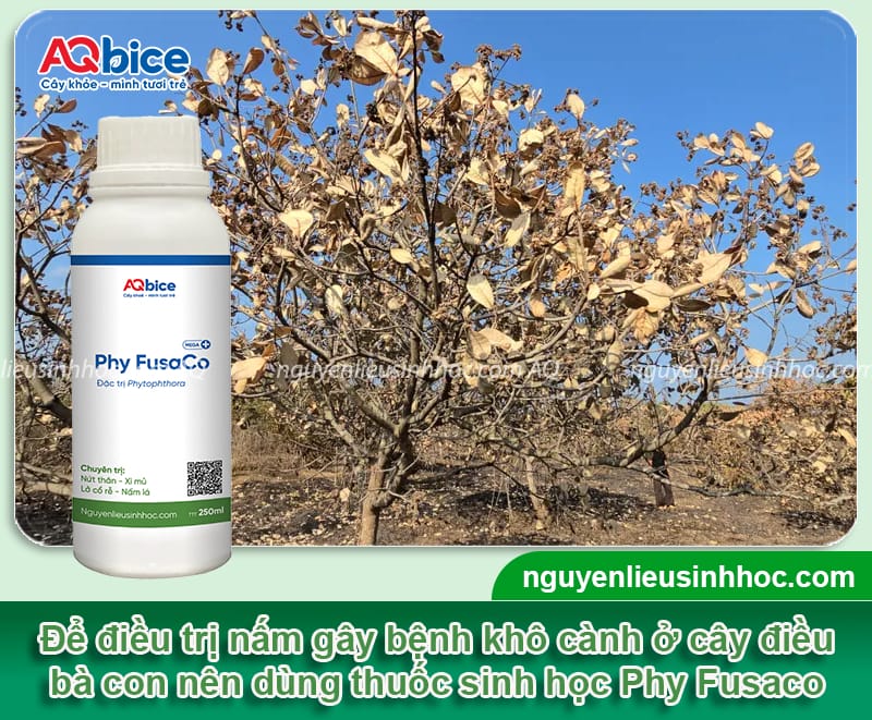 Bệnh khô cành trên cây điều: Nguyên nhân và Cách điều trị 5 Bệnh khô cành trên cây điều: Nguyên nhân và cách điều trị