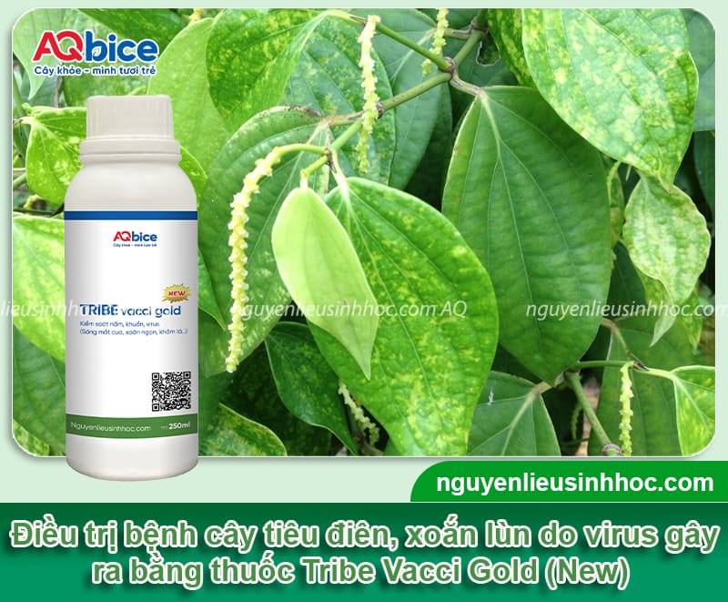 Nguyên nhân bệnh tiêu điên và cách phòng trừ an toàn 5 Nguyên nhân bệnh tiêu điên và cách phòng trừ an toàn