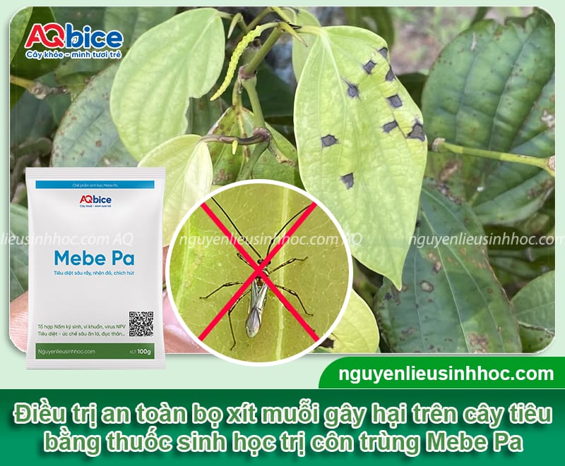 Bọ xít muỗi hại tiêu: Dấu hiệu nhận biết và cách phòng trừ