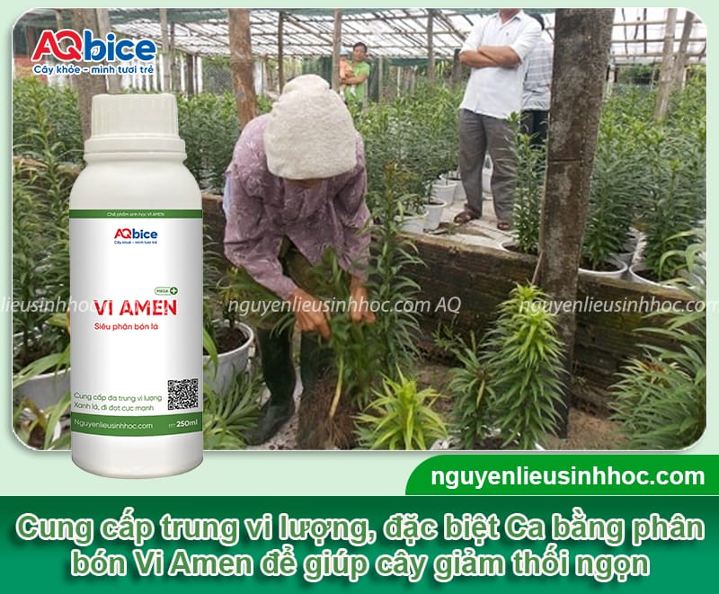 Phòng trừ hoa ly bị thối ngọn kịp thời và Nguyên nhân chính 5 Phòng trừ hoa ly bị thối ngọn kịp thời và nguyên nhân chính