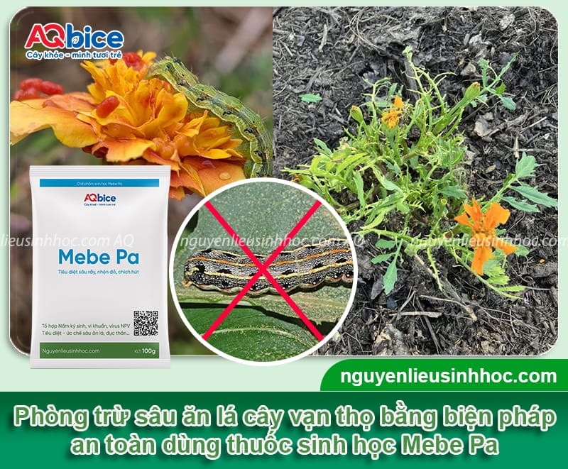 Nhận biết sâu ăn lá vạn thọ từ sớm và cách xử lý an toàn