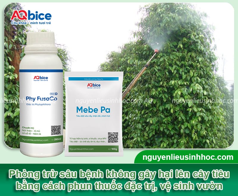 Cách phục hồi vườn tiêu bị suy hiệu quả nhanh chóng, an toàn 6 Phương pháp giúp phục hồi vườn tiêu bị suy hiệu quả, an toàn