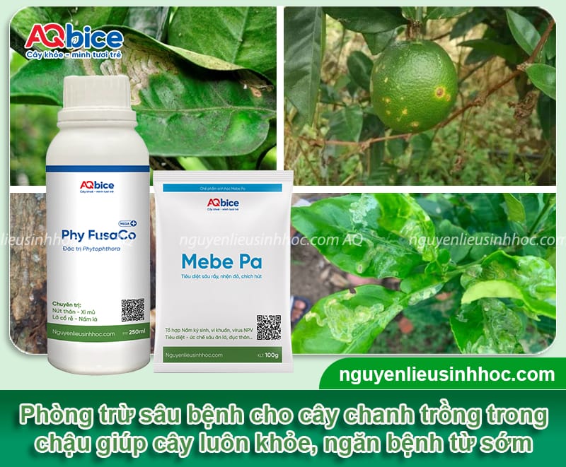 Cách chăm sóc cây chanh trong chậu luôn xanh khỏe, sai trái