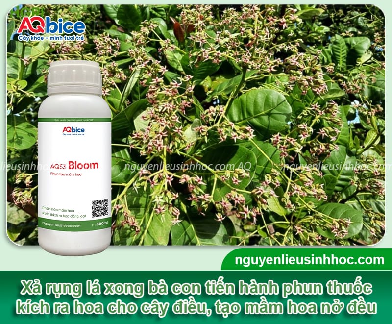 Cách chăm sóc cây điều khi ra hoa đậu trái đúng kỹ thuật 4 Cách chăm sóc cây điều khi ra hoa đậu trái đúng kỹ thuật