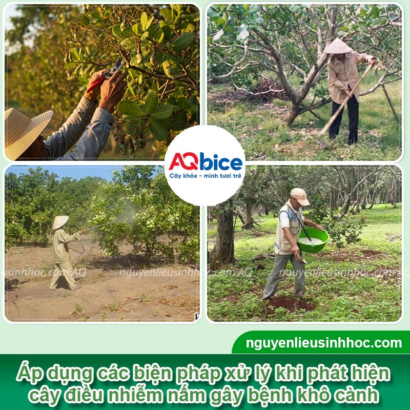 Bệnh khô cành trên cây điều: Nguyên nhân và Cách điều trị 4 Bệnh khô cành trên cây điều: Nguyên nhân và cách điều trị