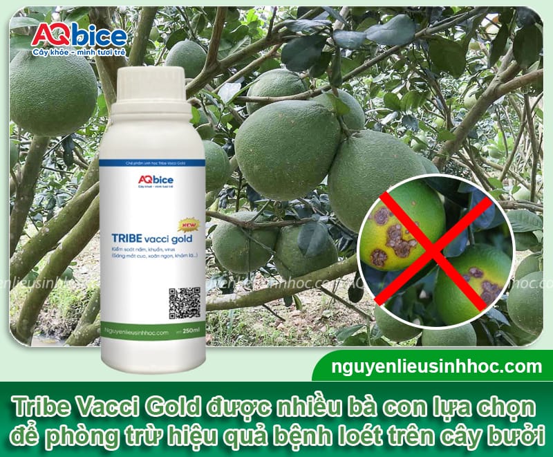 Bệnh loét trên cây bưởi hiệu do đâu và Thuốc phòng trừ 4 Bệnh loét trên cây bưởi hiệu do đâu và Thuốc phòng trừ