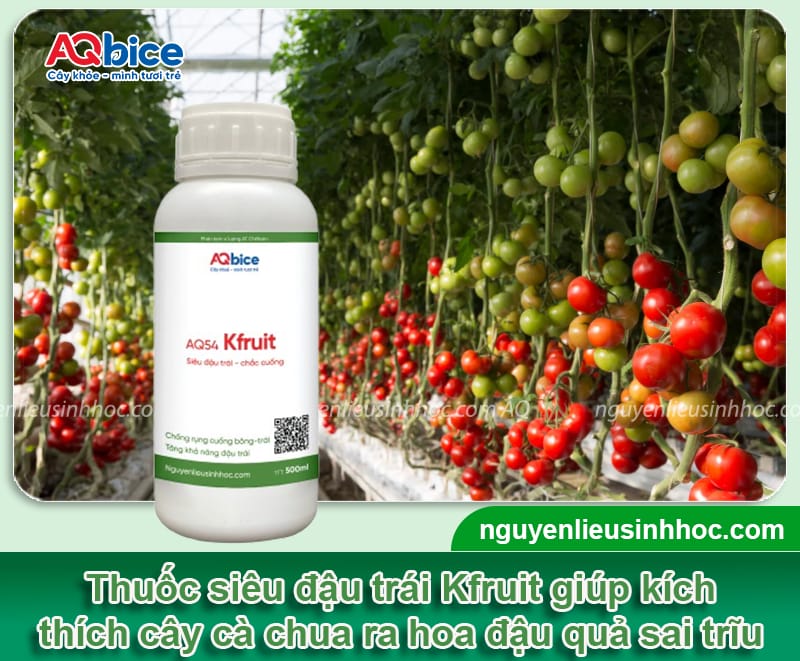 Tại sao cà chua ra hoa không đậu quả? Cách khắc phục 4 Tại sao cà chua ra hoa không đậu quả? Cách khắc phục