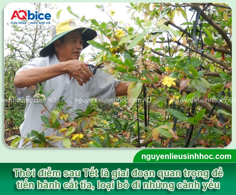 Chăm sóc mai vàng trồng dưới đất để hoa ra đều, đẹp 4 Cách chăm sóc mai vàng trồng dưới đất phát triển xanh tốt