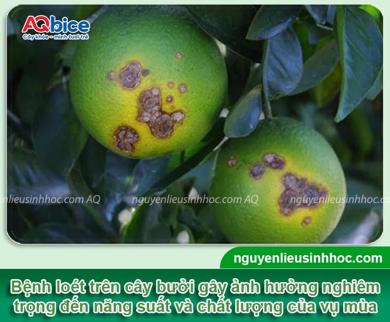 Bệnh loét trên cây bưởi hiệu do đâu và Thuốc phòng trừ