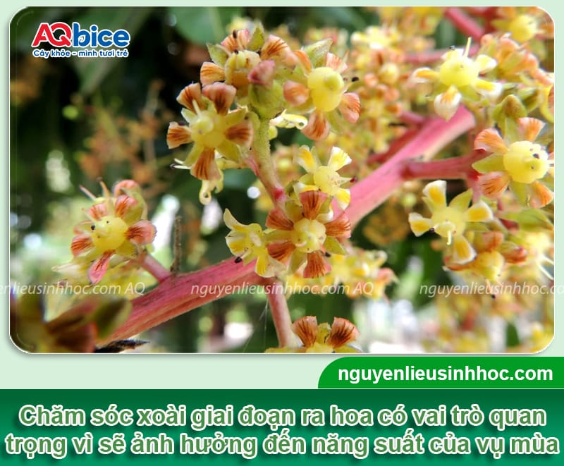Cách chăm sóc cây xoài khi ra hoa giúp trái ra sai trĩu