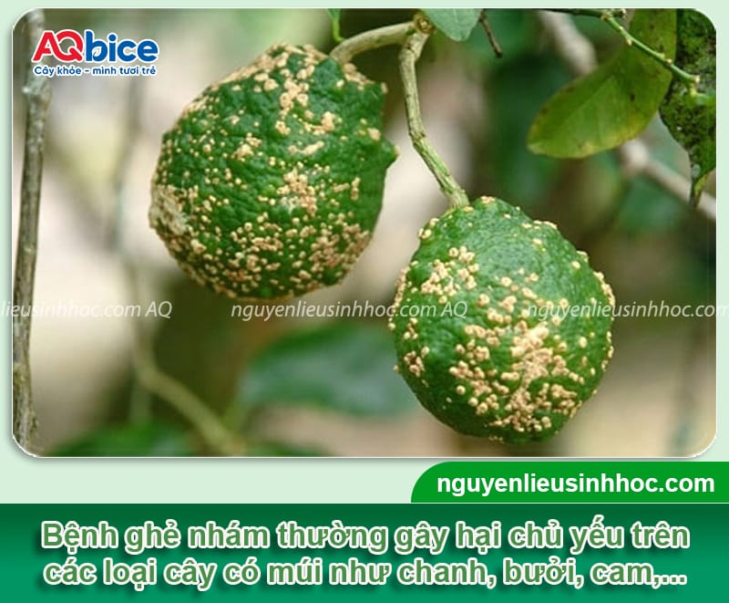 Cách phòng trừ bệnh ghẻ nhám trên cây có múi và nguyên nhân