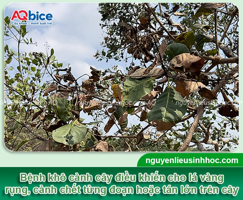 Bệnh khô cành trên cây điều: Nguyên nhân và cách điều trị