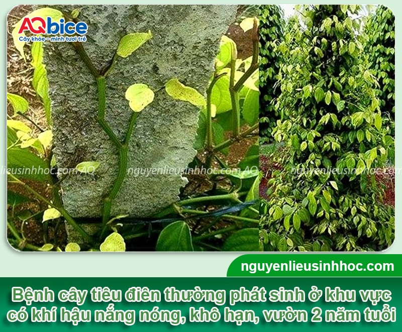 Nguyên nhân bệnh tiêu điên và cách phòng trừ an toàn