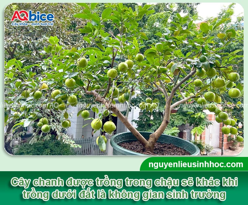 Cách chăm sóc cây chanh trong chậu luôn xanh khỏe, sai trái