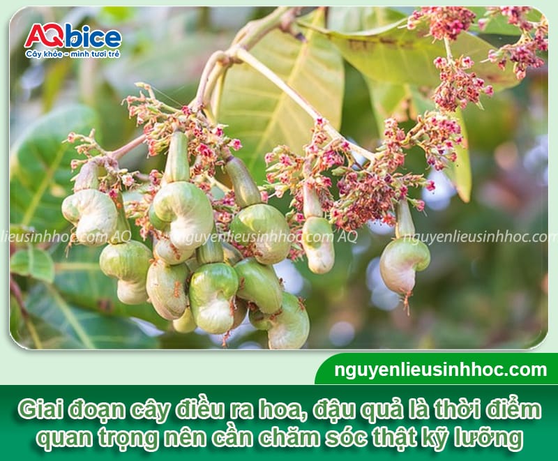 Cách chăm sóc cây điều khi ra hoa đậu trái đúng kỹ thuật