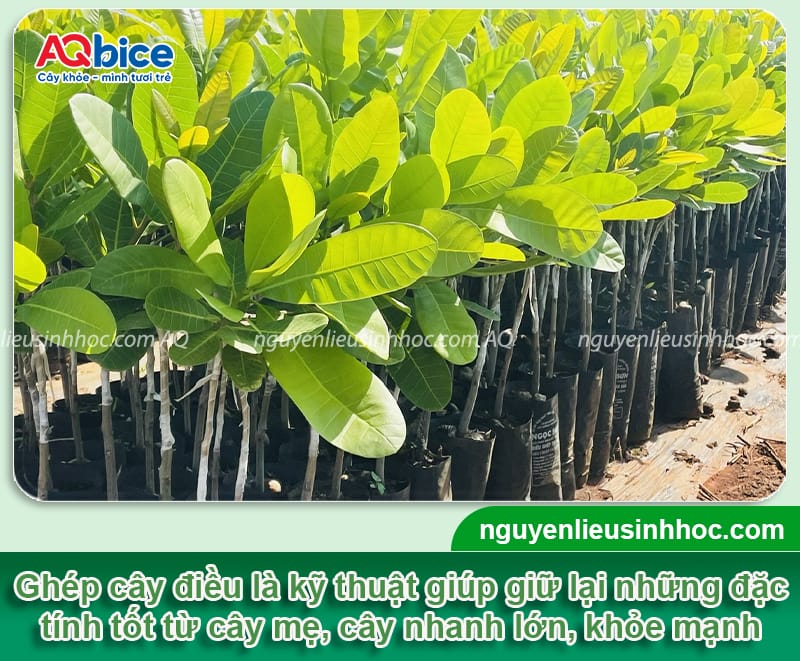 Hướng dẫn cách ghép cây điều đúng cách, chồi ghép mau liền