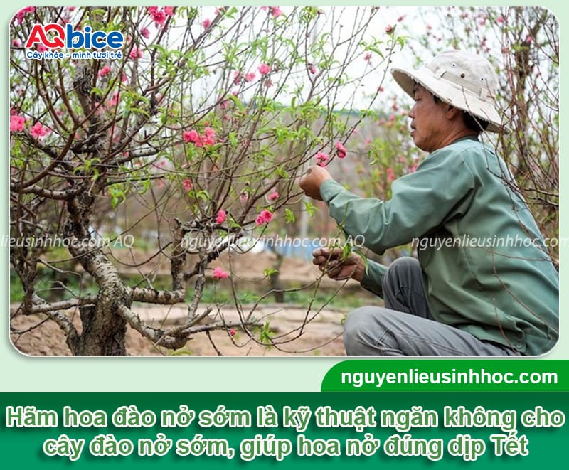 Hướng dẫn cách hãm hoa đào nở sớm đúng cách đón Tết 2026