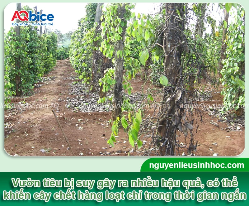 Phương pháp giúp phục hồi vườn tiêu bị suy hiệu quả, an toàn