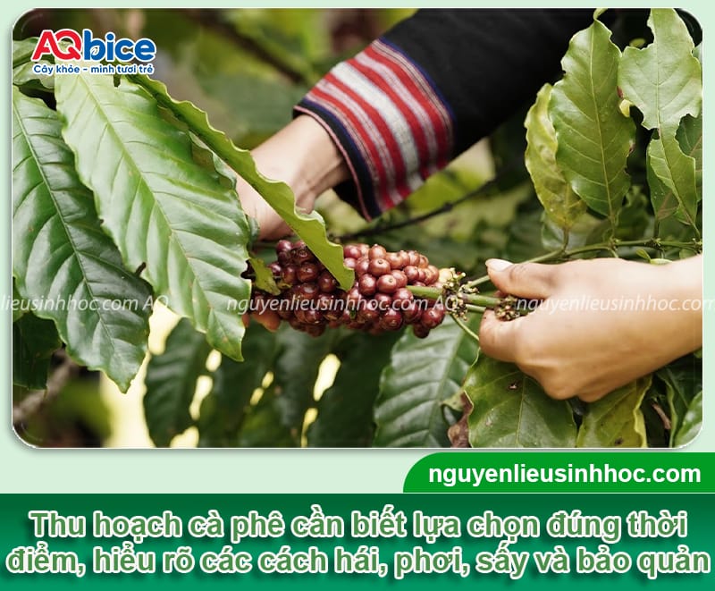 Cách thu hoạch cà phê đúng kỹ thuật, đảm bảo chất lượng hạt