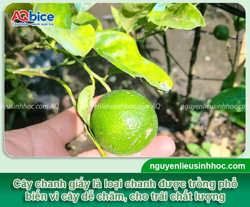 Cách trồng cây chanh giấy đúng chuẩn, ít sâu bệnh, dễ chăm