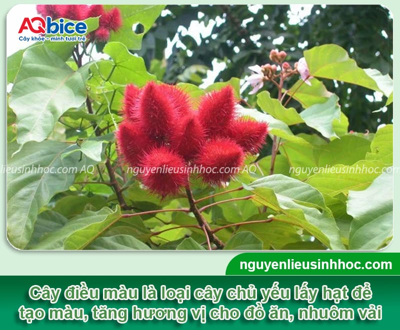 Hướng dẫn cách trồng cây điều màu, cho hạt to chắc, màu đẹp