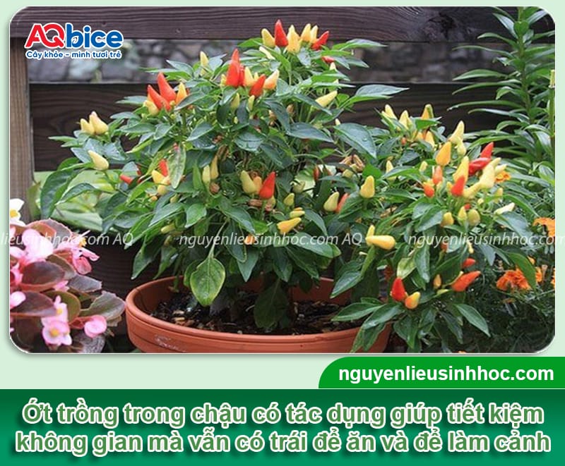 Cách trồng cây ớt trong chậu đơn giản, cho trái ra liên tục