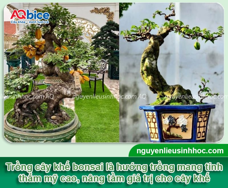 Cách trồng khế bonsai chuyên sâu: Tạo dáng đẹp, dễ chăm sóc