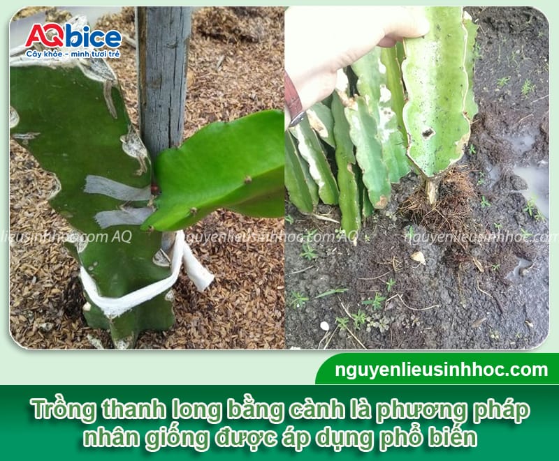 Hướng dẫn cách trồng thanh long bằng cành tỷ lệ sống cao