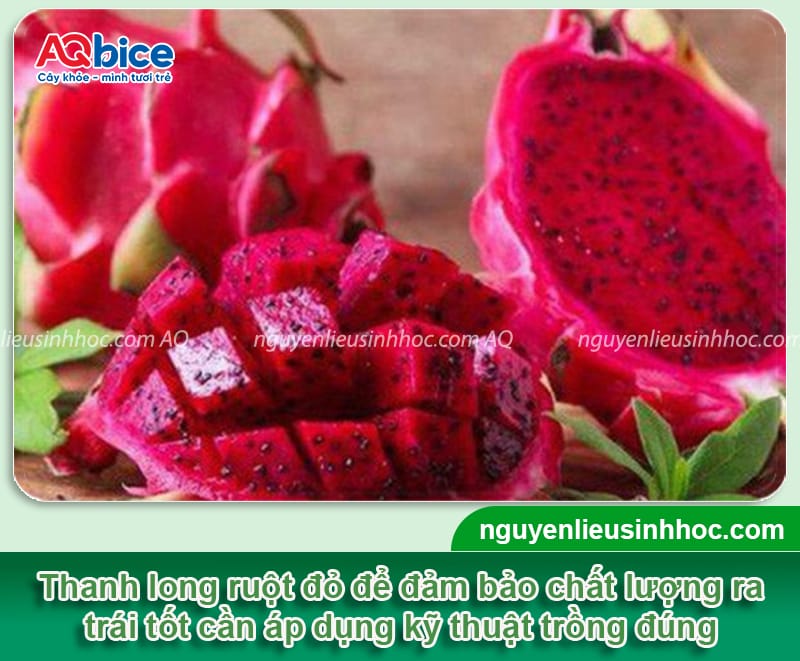 Hướng dẫn cách trồng thanh long ruột đỏ tỷ lệ thành công cao