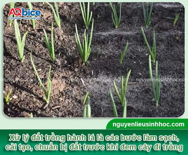 Cách xử lý đất trồng hành lá luôn tơi xốp, màu mỡ, sạch bệnh