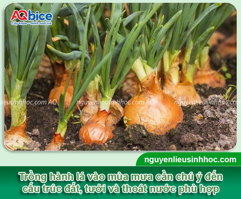 Hướng dẫn kỹ thuật trồng hành lá mùa mưa không úng thối