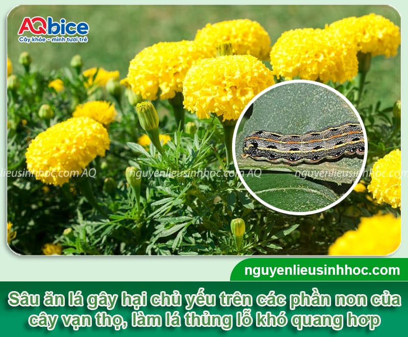 Nhận biết sâu ăn lá vạn thọ từ sớm và cách xử lý an toàn