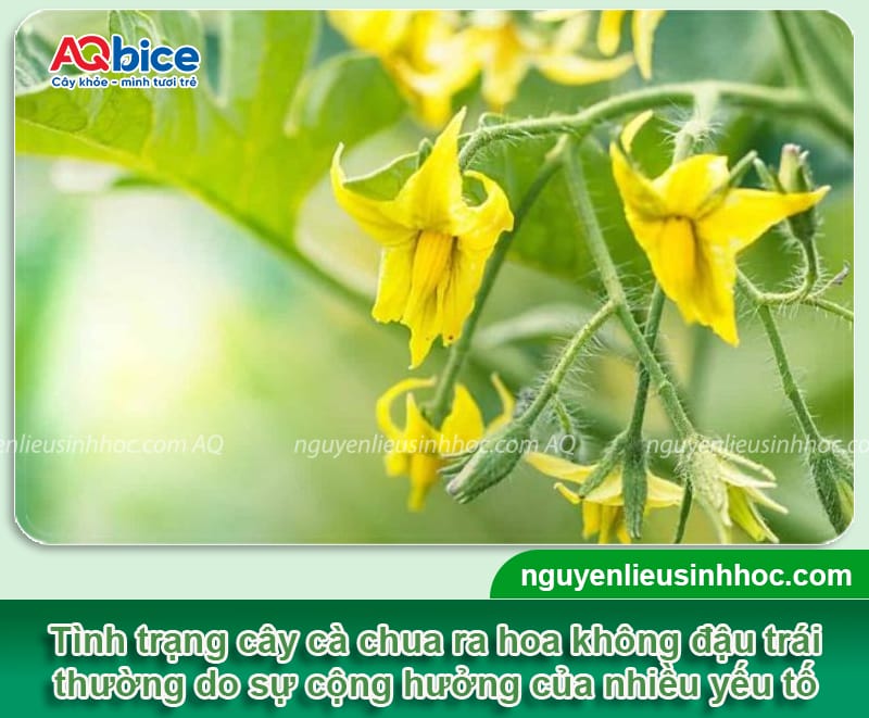 Tại sao cà chua ra hoa không đậu quả? Cách khắc phục