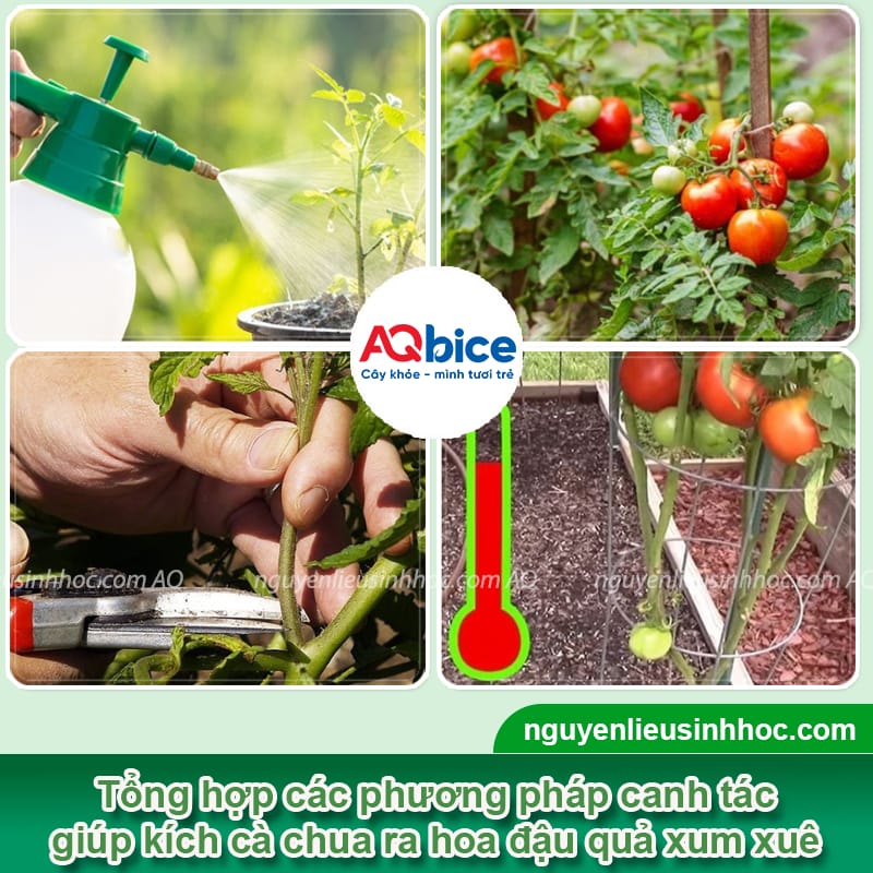 Tại sao cà chua ra hoa không đậu quả? Cách khắc phục 3 Tại sao cà chua ra hoa không đậu quả? Cách khắc phục