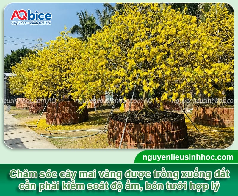 Cách chăm sóc mai vàng trồng dưới đất phát triển xanh tốt