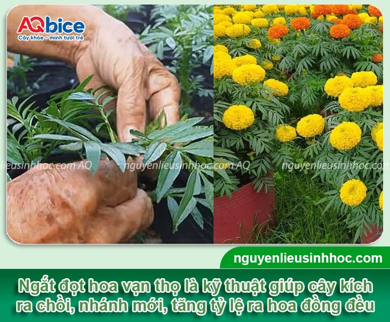Cách ngắt đọt hoa vạn thọ giúp hoa nở đều đẹp đúng dịp Tết