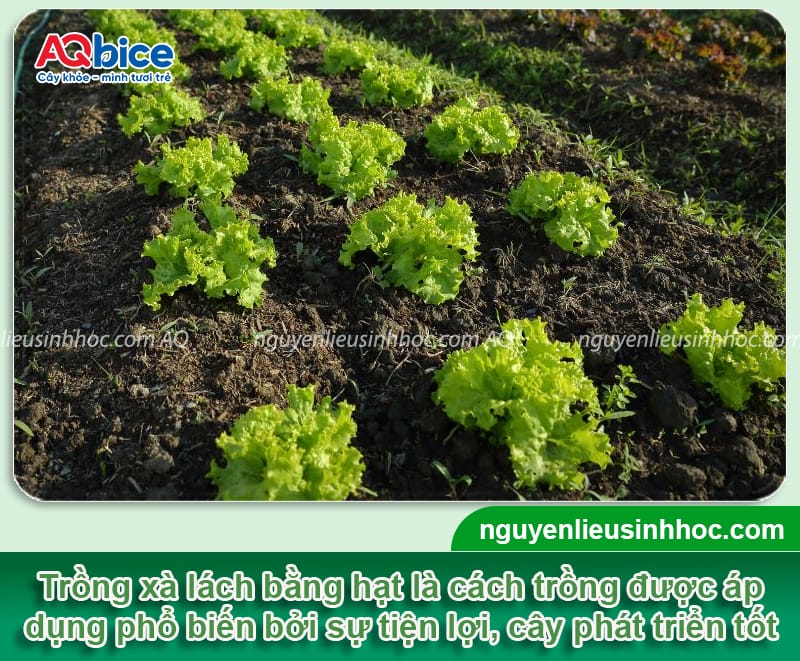 Cách trồng rau xà lách bằng hạt lớn khỏe, cho rau giòn ngọt